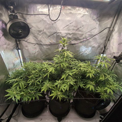 GG #4 growlog timeline photo