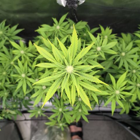GG #4 growlog timeline photo