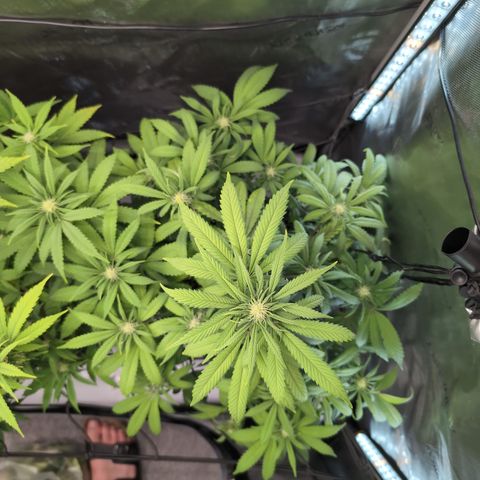 GG #4 growlog timeline photo