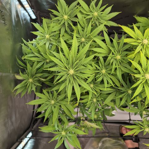GG #4 growlog timeline photo