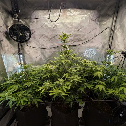 GG #4 growlog timeline photo