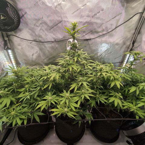 GG #4 growlog timeline photo