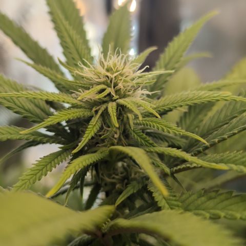 GG #4 growlog timeline photo