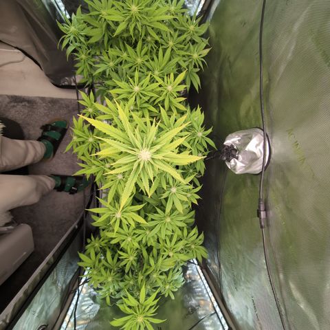 GG #4 growlog timeline photo