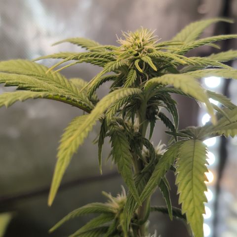 GG #4 growlog timeline photo