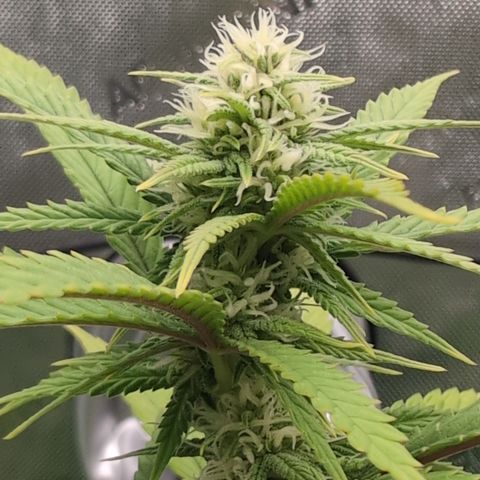 GG #4 growlog timeline photo