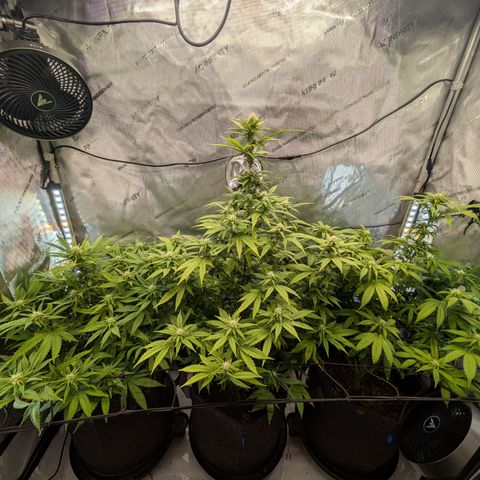 GG #4 growlog timeline photo