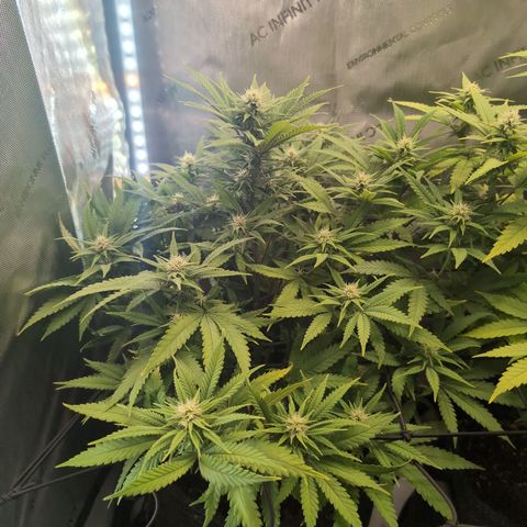 GG #4 growlog timeline photo