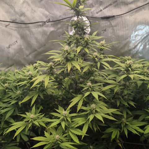 GG #4 growlog timeline photo