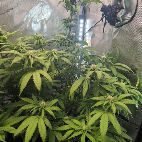 GG #4 growlog timeline photo