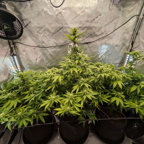 GG #4 growlog timeline photo