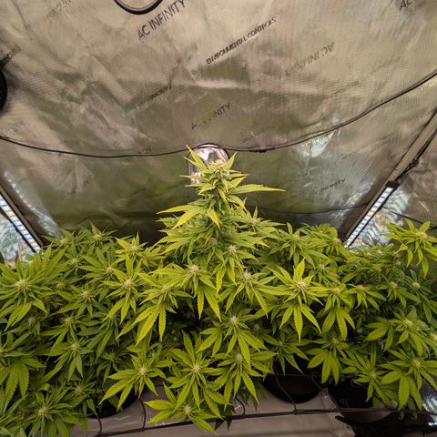 GG #4 growlog timeline photo