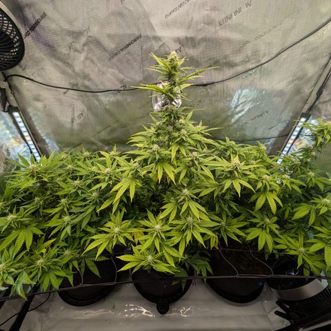 GG #4 growlog timeline photo