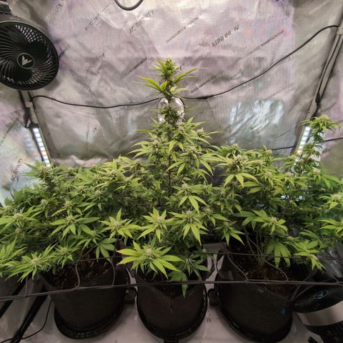 GG #4 growlog timeline photo