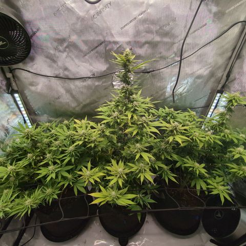 GG #4 growlog timeline photo