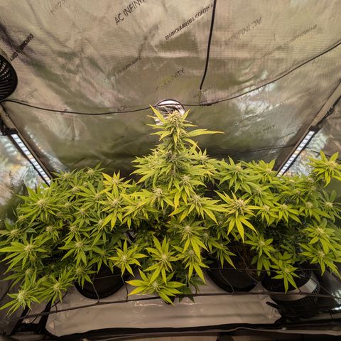 GG #4 growlog timeline photo