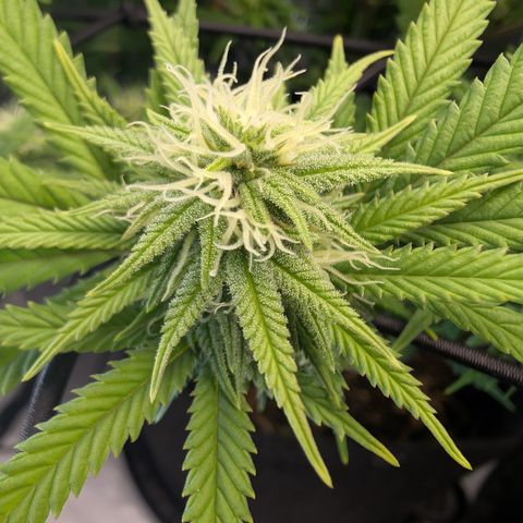 GG #4 growlog timeline photo