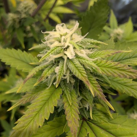 GG #4 growlog timeline photo