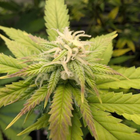 GG #4 growlog timeline photo