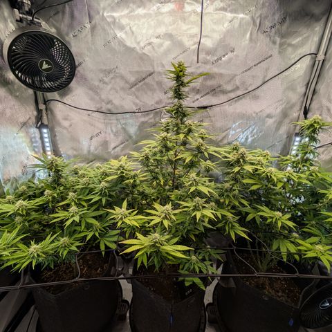 GG #4 growlog timeline photo