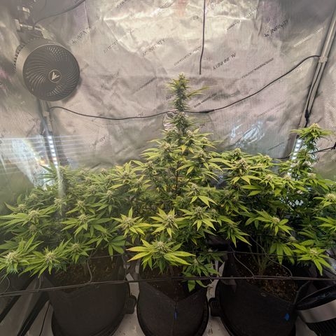 GG #4 growlog timeline photo
