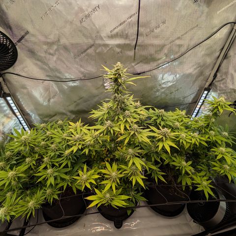 GG #4 growlog timeline photo