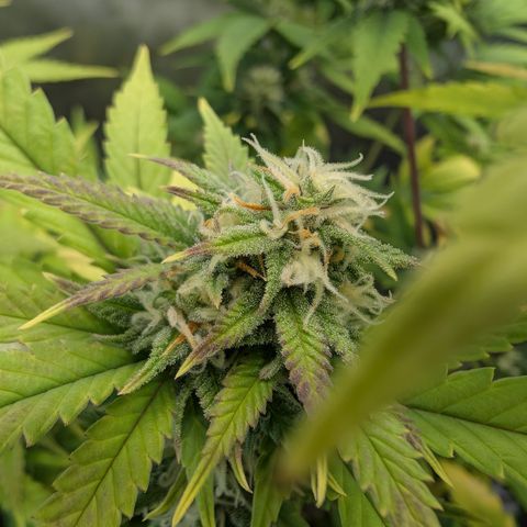 GG #4 growlog photo: Mitte 