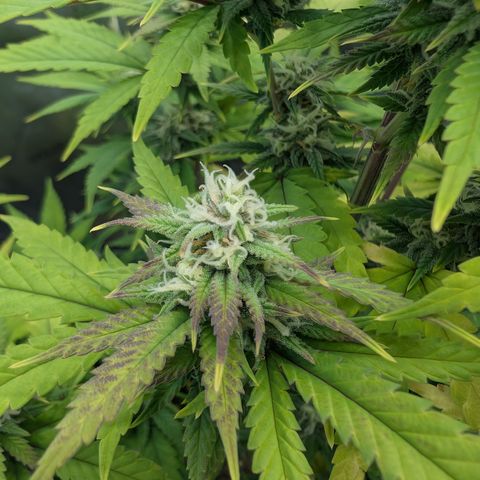 GG #4 growlog photo: Mitte 