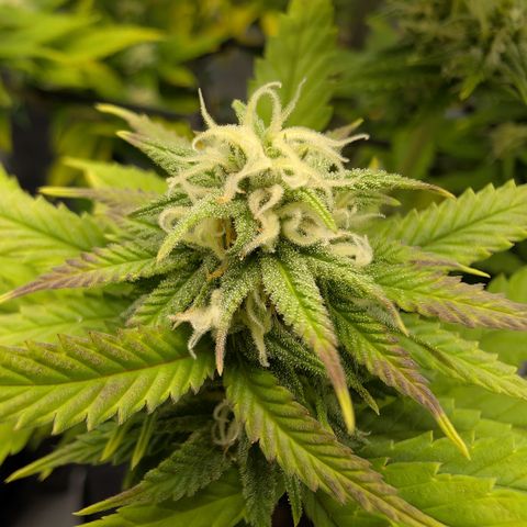 GG #4 growlog photo: Mitte 