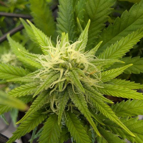 GG #4 growlog photo: Links 