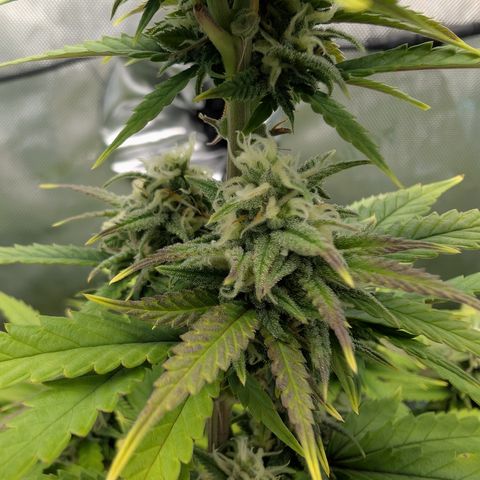 GG #4 growlog photo: Mitte 