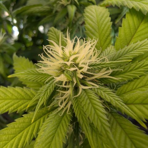 GG #4 growlog photo: Rechts 