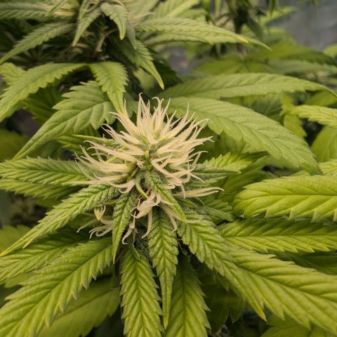 GG #4 growlog photo: Rechts 