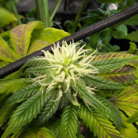 GG #4 growlog photo: Rechts 