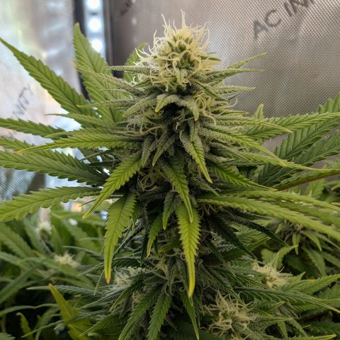 GG #4 growlog photo: Links 