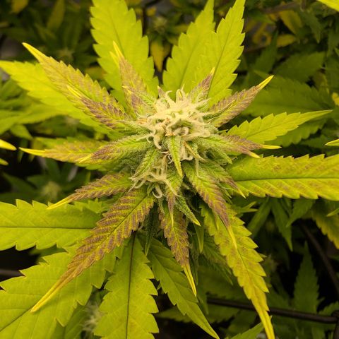 GG #4 growlog photo: Mitte 