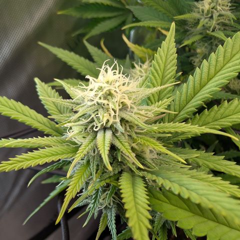 GG #4 growlog photo: Links 