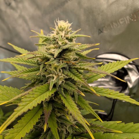 GG #4 growlog photo: Mitte 