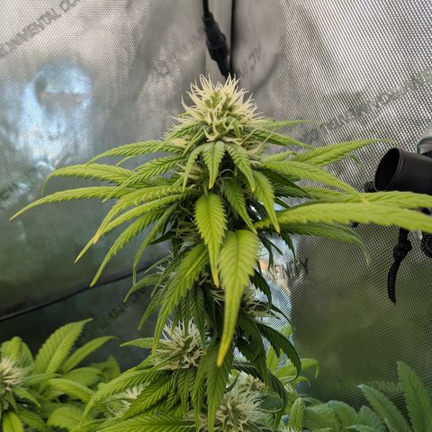 GG #4 growlog photo: Rechts 