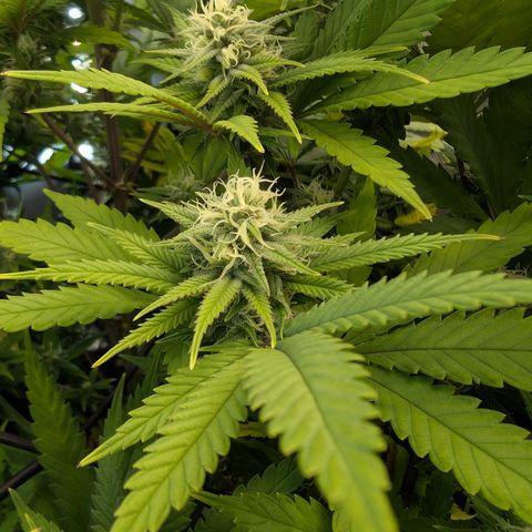 GG #4 growlog photo: Links 