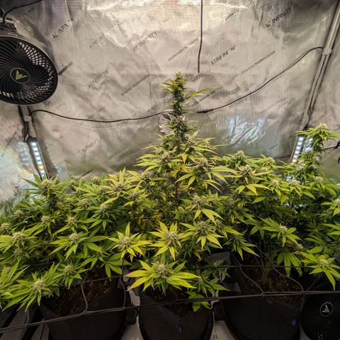 GG #4 growlog timeline photo
