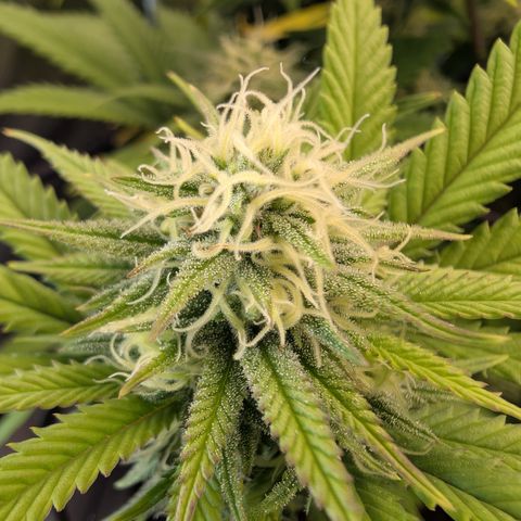 GG #4 growlog photo: Links