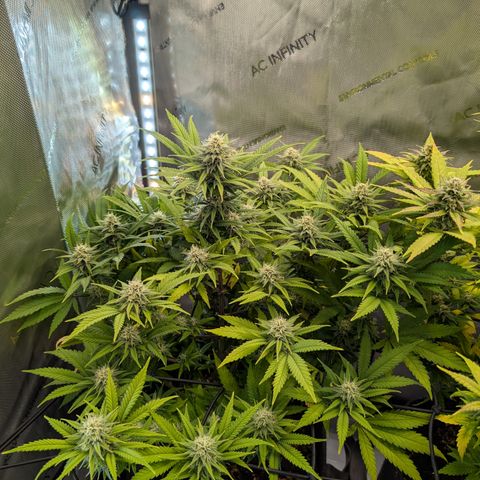 GG #4 growlog photo: Links