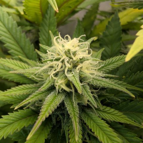 GG #4 growlog photo: Links