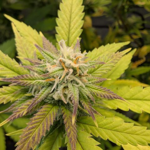 GG #4 growlog photo: Mitte