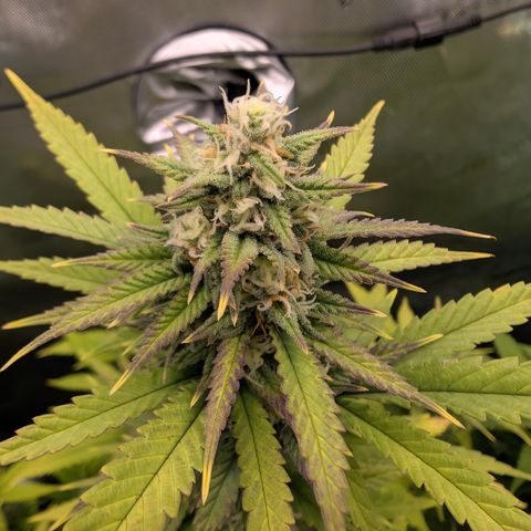 GG #4 growlog photo: Mitte