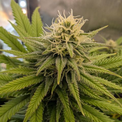 GG #4 growlog photo: Links