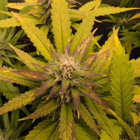 GG #4 growlog photo: Mitte