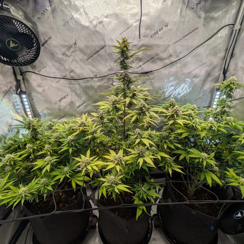 GG #4 growlog timeline photo