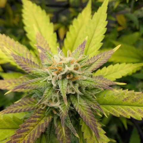 GG #4 growlog photo: Mitte
